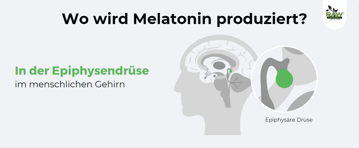 Melatonin in der Zirbeldrüse des menschlichen Gehirns